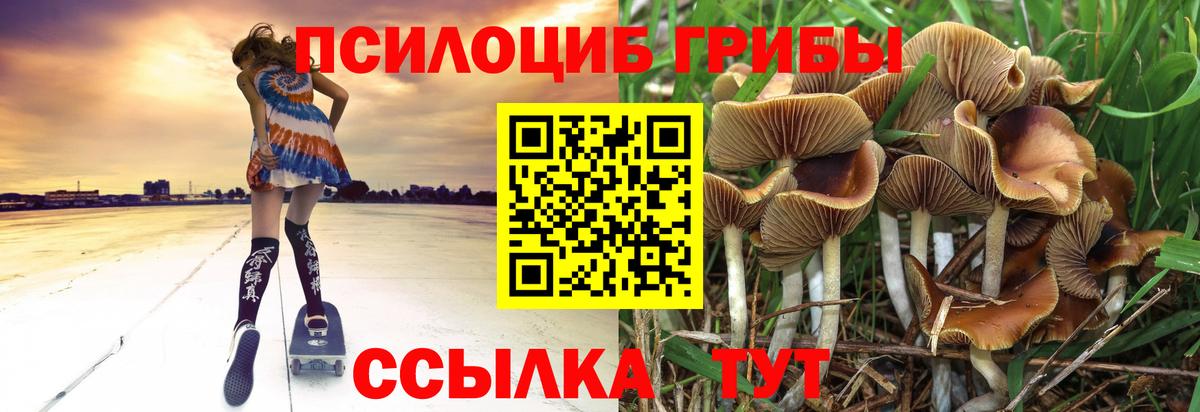 Псилоцибиновые грибы Cubensis Югорск